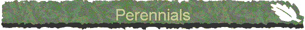 Perennials